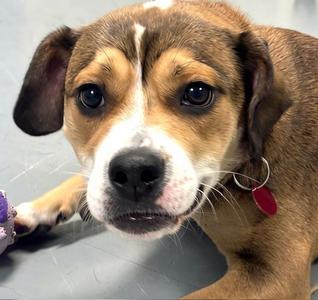 Capri, Mixed Breed, young, available for adoption