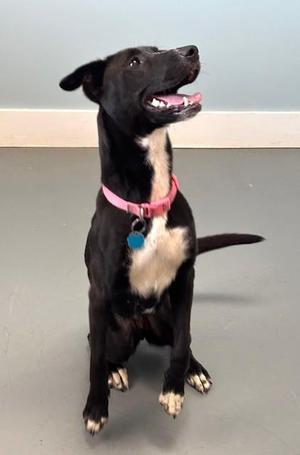 Delaney, Mixed Breed, young, available for adoption