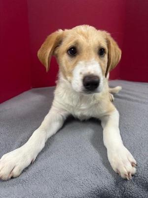 Edwina, Anatolian Shepherd / Mixed Breed, puppy, available for adoption
