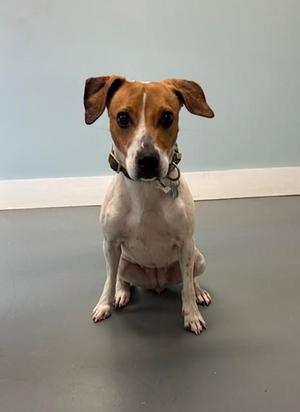 A medium-sized dog with white and brown fur, sitting on a gray floor in front of a light blue wall.
