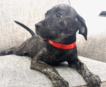 Iron, Labrador Retriever / Mixed Breed, puppy, available for adoption