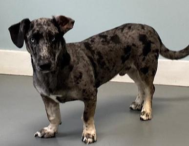 Highland, Great Dane / Mixed Breed, young, available for adoption