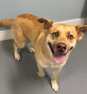 Pointe, Husky / Mixed Breed, young, available for adoption