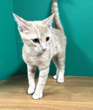 Abilene, kitten, available for adoption