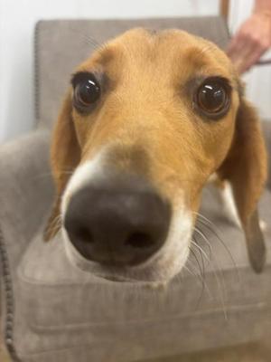 Thumper, Beagle / Mixed Breed, young, available for adoption