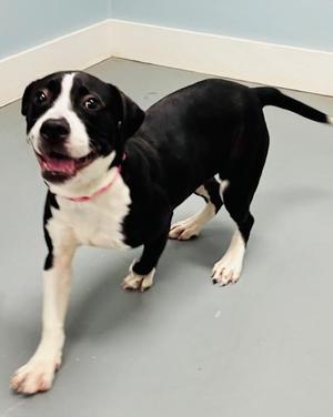 A black and white dog with a pink collar stands on a gray floor, looking towards the camera with its tongue slightly out.