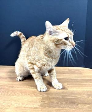 Amarillo, young, available for adoption