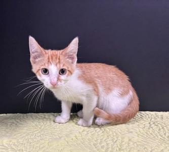 Easter, kitten, available for adoption