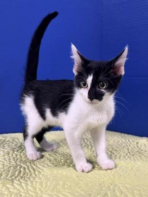 Mother's Day, kitten, available for adoption