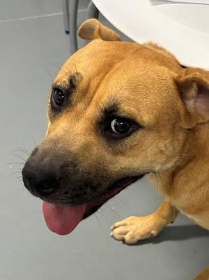 Bacon, Hound / Mixed Breed, young, available for adoption