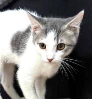 A gray and white cat with large, expressive eyes looking directly at the camera.