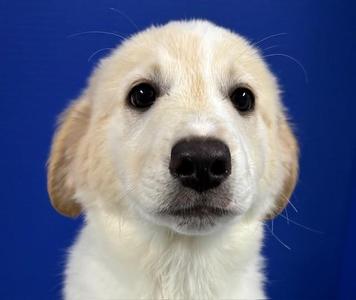 Cressida, Anatolian Shepherd / Mixed Breed, puppy, available for adoption