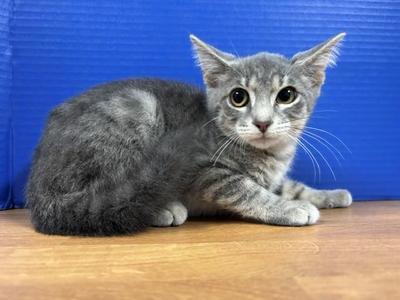 Pizza, kitten, available for adoption
