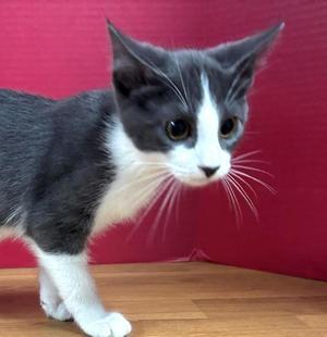 Maryville, kitten, available for adoption