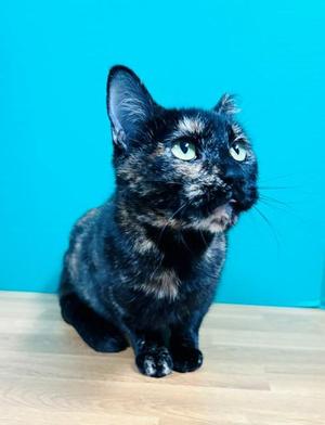 A black and brown tortoiseshell cat sitting on a wooden floor against a blue background.
