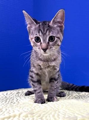 Bagel, kitten, available for adoption