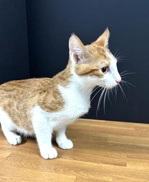 Father's Day, kitten, available for adoption