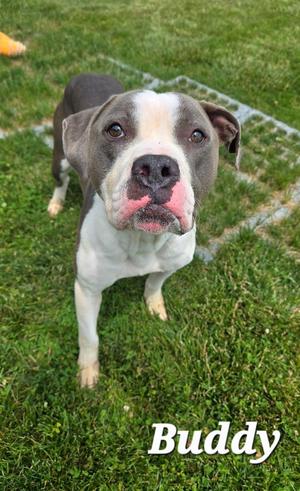 Buddy Yrly 223, Pit Bull Terrier, adult, available for adoption
