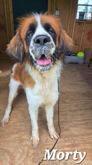 A large dog with a fluffy coat, predominantly white with brown and black markings, is standing on a wooden floor. The dog has a long snout, floppy ears, and a pink tongue sticking out. The name "Morty" is written in white text at the bottom right corner of the image.