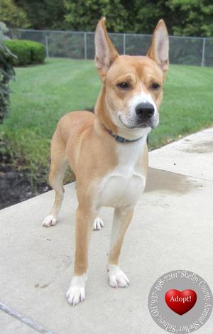 A brown and white dog standing on a concrete surface, with a green lawn and a fence in the background.
