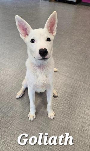 A white puppy named Goliath sitting on a gray floor.