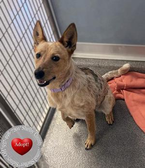 Bambi Yrly 293, Cattle Dog, young, available for adoption