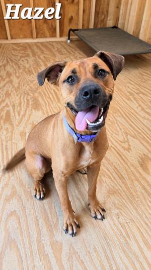 A brown dog with a purple collar sitting on a wooden floor, smiling with its tongue out. The name 'Hazel' is written in white text at the top left corner of the image.