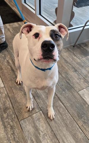 A white dog with a black patch over its left eye, wearing a blue collar, standing on a wooden floor.