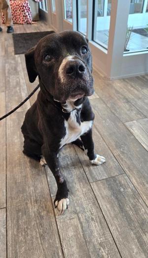 Darius Yrly 299, Pit Bull Terrier, senior, available for adoption