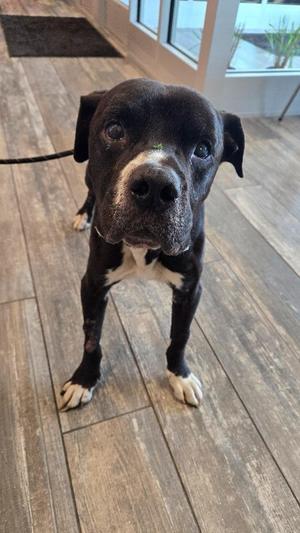 Darius Yrly 299, Pit Bull Terrier, senior, available for adoption