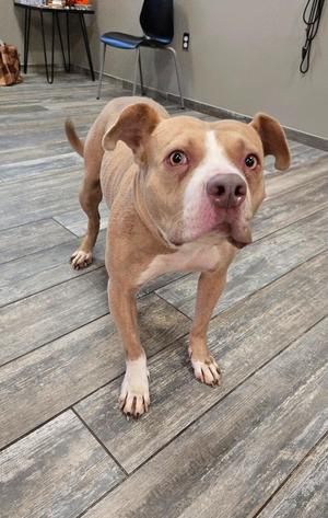 A brown and white dog standing on a wooden floor, looking directly at the camera.