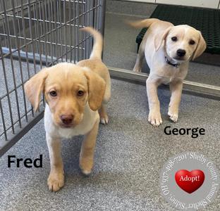 Two puppies, one named Fred and the other George, standing in a shelter environment with a metal cage in the background. The image also includes a logo with a red heart and the text 'Adopt!'