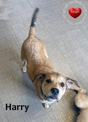 A small dog named Harry standing on a tiled floor, looking up with a curious expression. The dog has a light brown coat with a darker tail and floppy ears. The text "Harry" is written in the bottom left corner, and there is a red heart with the word "Adopt!" in the top right corner.
