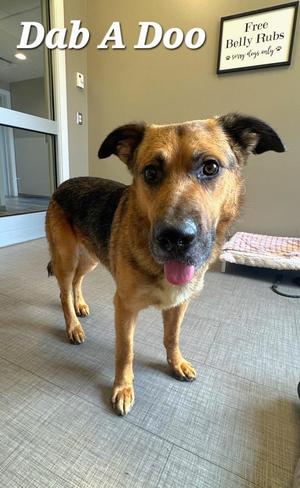 Dab Yrly 194, German Shepherd Dog, adult, available for adoption