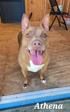 A brown and white dog with a pink tongue sticking out, standing on a wooden floor.