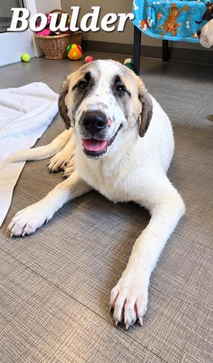 A large white dog with black markings on its face and ears is lying on a textured gray floor. The dog has a happy expression with its mouth open, showing its teeth and tongue. In the background, there is a basket with colorful balls and a blue blanket with a pattern of animals. The word "Boulder" is written in white text at the top left corner of the image.