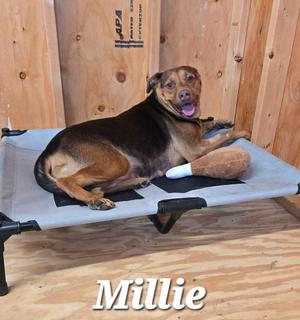 A brown and black dog named Millie lying on a gray dog bed with a bone-shaped toy, in front of a wooden wall.