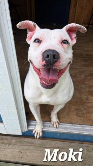 Moki Yrly 360, Pit Bull Terrier, adult, available for adoption