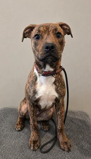 Novella Yrly 277, Pit Bull Terrier, puppy, available for adoption