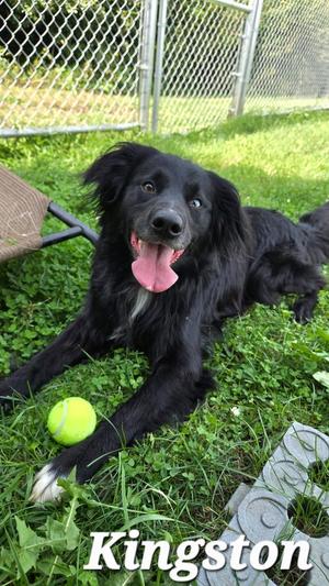 Kingston Yrly 381, Collie, adult, available for adoption