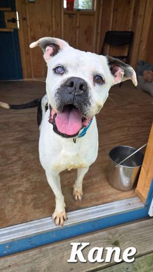 Kane Yrly 35, Boxer, senior, available for adoption