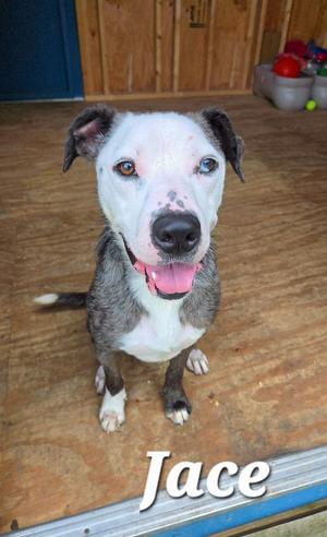 A white and gray dog with blue eyes and a pink tongue sticking out, sitting on a wooden floor. The name "Jace" is written in white text at the bottom of the image.