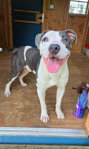 Blue Yrly 362, Pit Bull Terrier, adult, available for adoption