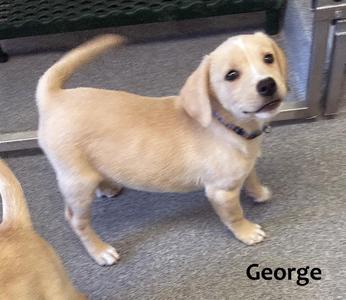 A light-colored puppy standing on a gray carpet, looking up with a curious expression. The puppy has floppy ears and a wagging tail. The name "George" is written in black text at the bottom right corner of the image.