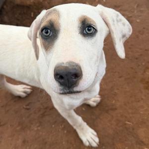 Backflip, Mixed Breed (Medium), puppy, available for adoption