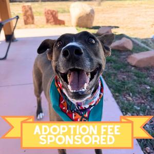 Aquaria, Mixed Breed (Medium), adult, available for adoption