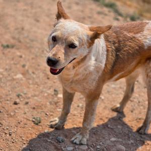Clara, Mixed Breed (Medium), adult, available for adoption