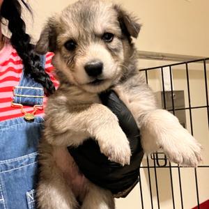 Flaky Sea Salt, Mixed Breed (Medium), puppy, available for adoption