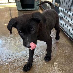Contour, Mixed Breed (Medium), puppy, available for adoption