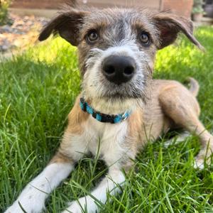 Four Seasons, Mixed Breed (Medium), puppy, available for adoption
